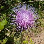 Cynara humilis Virág