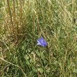 Campanula rotundifoliaফুল