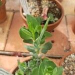 Kalanchoe robusta 叶