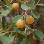 Boscia senegalensis Fruit