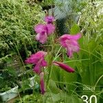 Gladiolus palustris Květ