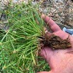 Cyperus hortensis عادت داشتن