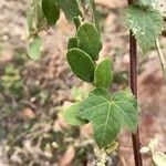 Hibiscus vitifolius Leaf