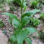 Nicotiana alata Blatt