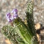 Silene ramosissima Blomma