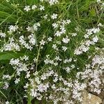 Gypsophila repensBloem