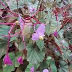 Begonia grandisFlower