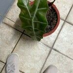 Alocasia longiloba Лист