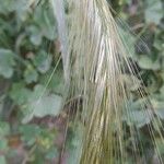 Hordeum jubatum Fruit