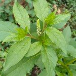 Phytolacca octandra Hoja