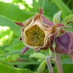 Geum rivale Flower