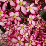 Saxifraga stolonifera Habit