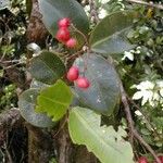 Syzygium coccineum Fruit