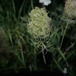 Daucus carota花