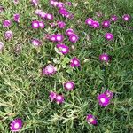 Carpobrotus glaucescens Hàbitat