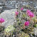 Saxifraga retusa Habitus