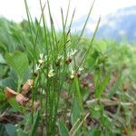 Juncus trifidus Flower