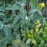 Phlomis fruticosaКветка