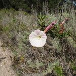 Calystegia macrostegia Tervik taim