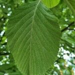 Sorbus aria Fulla