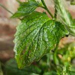 Lapsana communis 葉