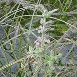 Teucrium scordium Fula
