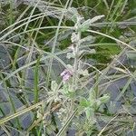 Teucrium scordium Кветка