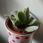 Crassula cotyledonis Leaf