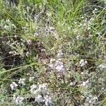 Stipa pennata Blad