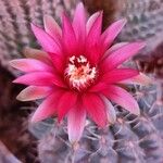 Gymnocalycium baldianum 花