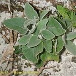 Sideritis pumila Habitus