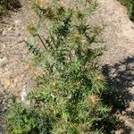 Galactites duriaei Libunga