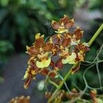 Oncidium planilabre പുഷ്പം