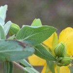 Hypericum cerastoides Deilen