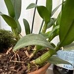 Dendrobium nobile Leaf