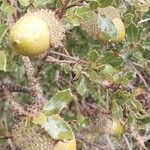 Quercus coccifera Fruit