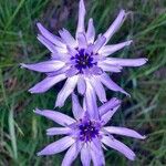 Catananche caeruleaFlor