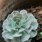 Echeveria lilacina Lapas