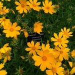 Coreopsis auriculata Flor