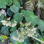 Begonia obliqua Hábito