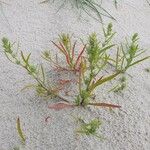 Corispermum pallasii ᱥᱟᱠᱟᱢ