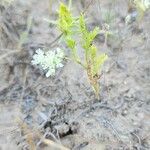 Anisosciadium orientale Libunga