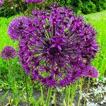 Allium giganteum Flower
