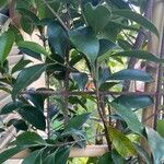 Ficus microcarpa Hostoa