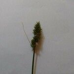 Carex vulpinoidea 花