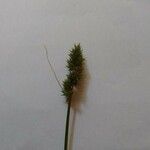 Carex vulpinoidea