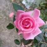 Rosa lucieae Kukka