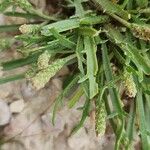 Plantago weldenii Leaf