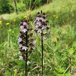 Orchis purpureaŽiedas