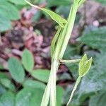 Dioscorea alata Bark